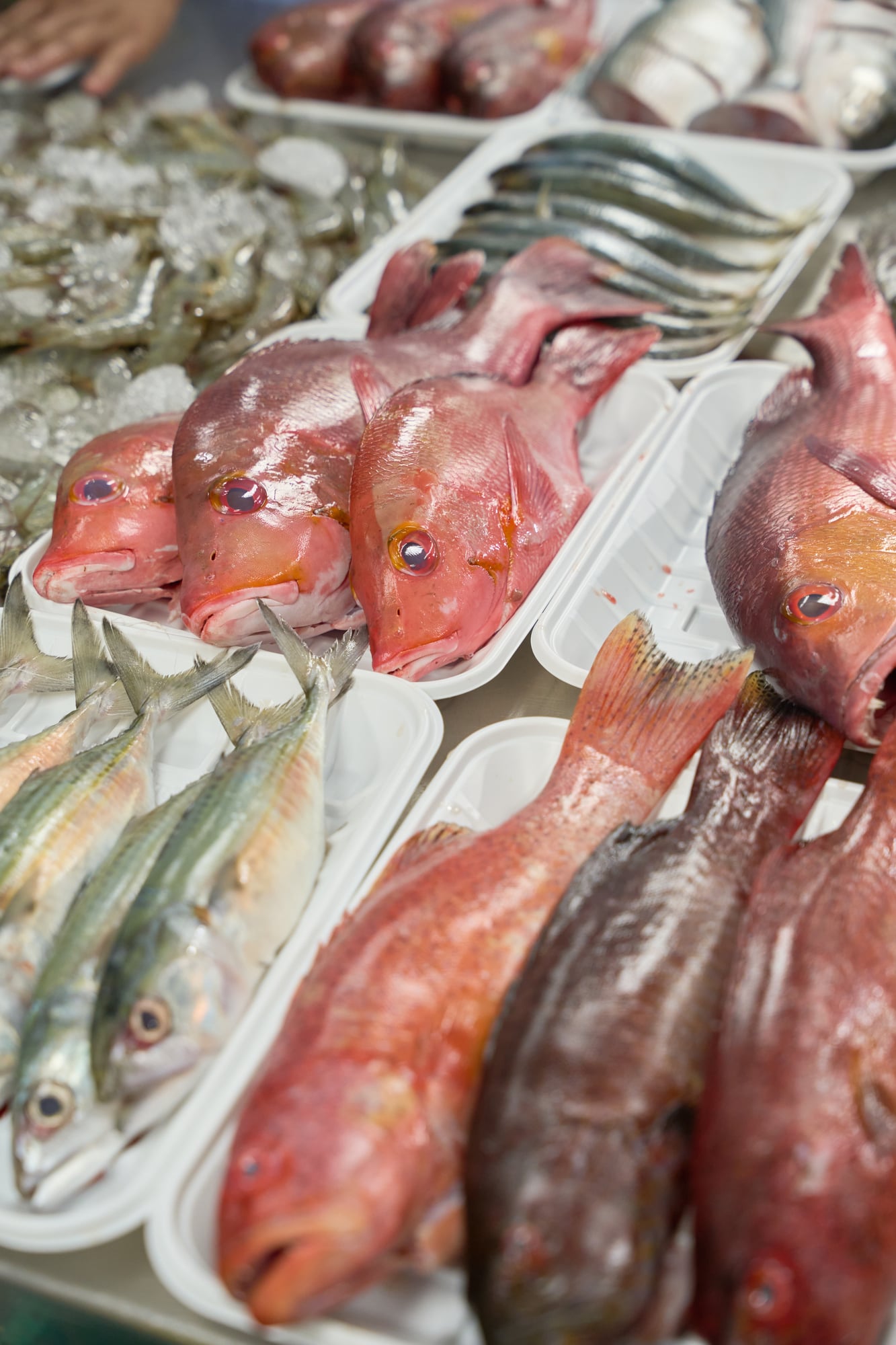 Built for Retail Seafood Operations