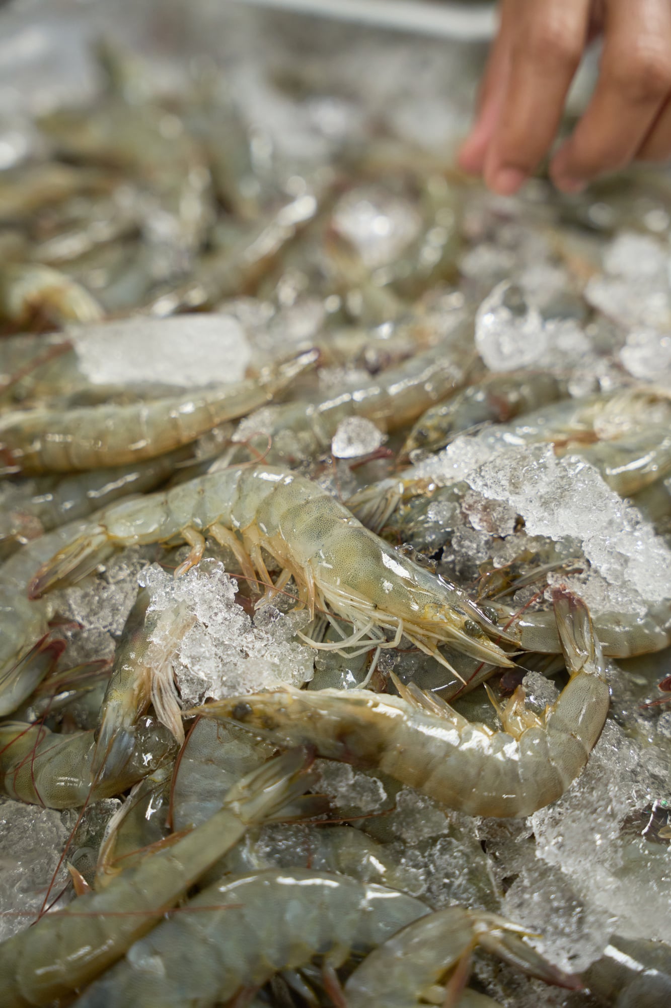 Seafood products 1