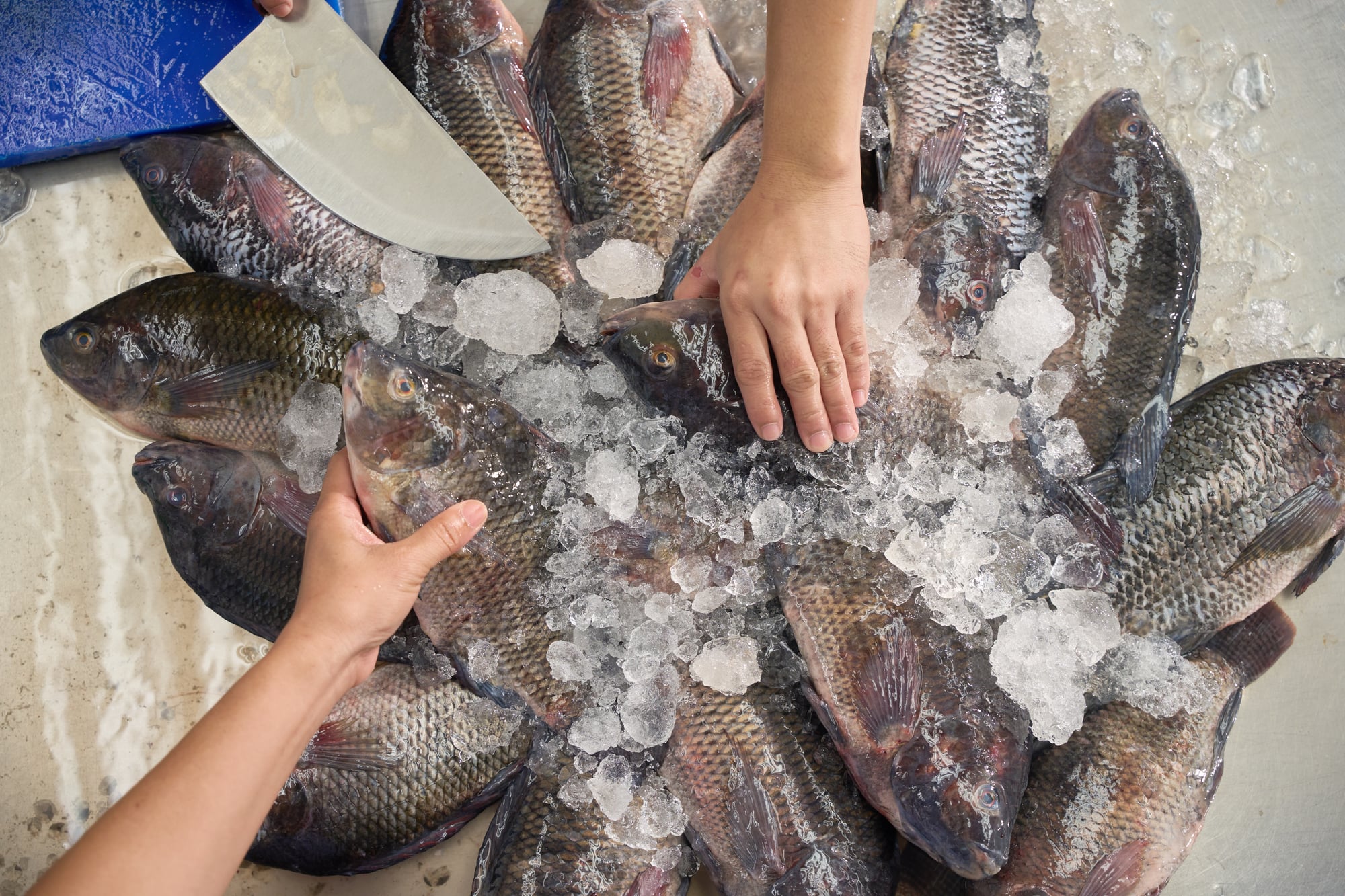 Seafood products 2